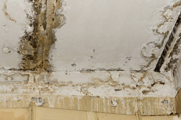 Why You Should Choose Our Mold Remediation Services in Mankato, MN